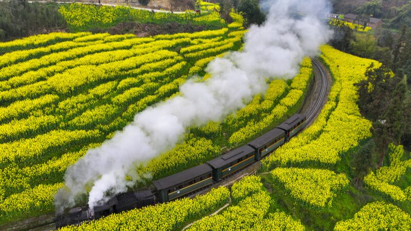 Descubre_el_ma_gico_viaje_en_tren_de_vapor_entre_campos_de_flores_de_colza_en_Leshan___