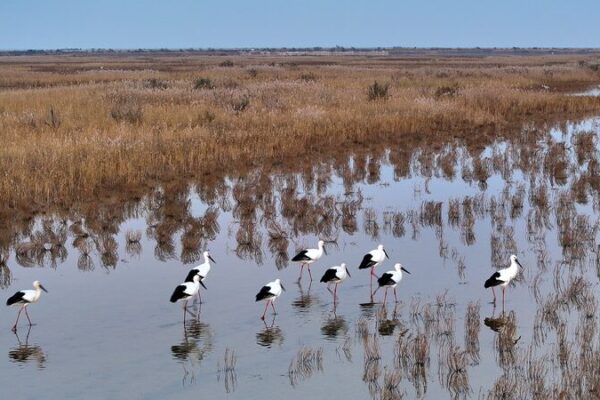 Descubre_el_parai_so_de_aves_migratorias_en_la_provincia_de_Shandong_en_el_este_de_China video poster