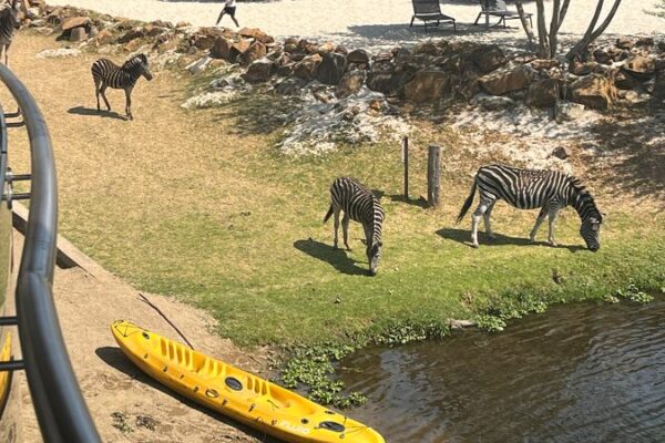 Descubre el paraíso de vida silvestre de Sudáfrica: Cradle Moon Conservancy 🌿🦓 Descubre_el_parai_so_de_vida_silvestre_de_Suda_frica__Cradle_Moon_Conservancy___