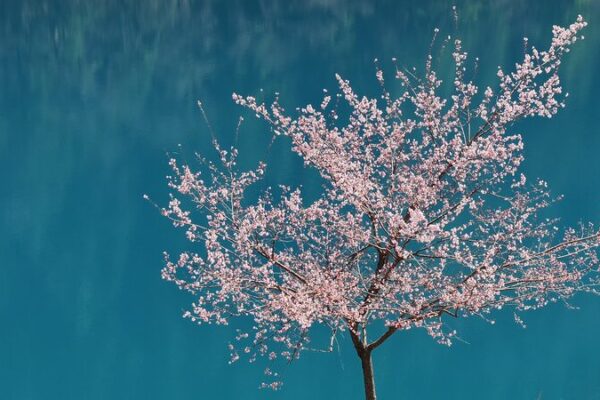 Descubre la Magia Primaveral de Jiuzhaigou: El País de las Maravillas de Cuento de Hadas en China Descubre_la_Magia_Primaveral_de_Jiuzhaigou__El_Pai_s_de_las_Maravillas_de_Cuento_de_Hadas_en_China video poster