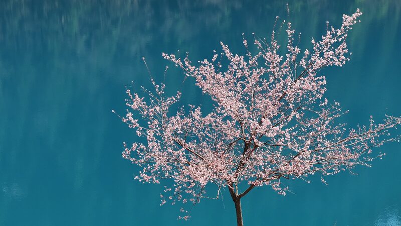 Descubre_la_Magia_Primaveral_de_Jiuzhaigou__El_Pai_s_de_las_Maravillas_de_Cuento_de_Hadas_en_China video poster