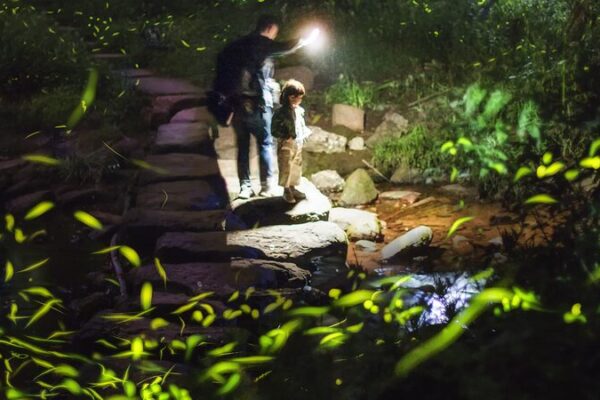 _Descubre_la_Magia_de_las_Lucie_rnagas_en_la_Montan_a_Tiantai_en_Chengdu___