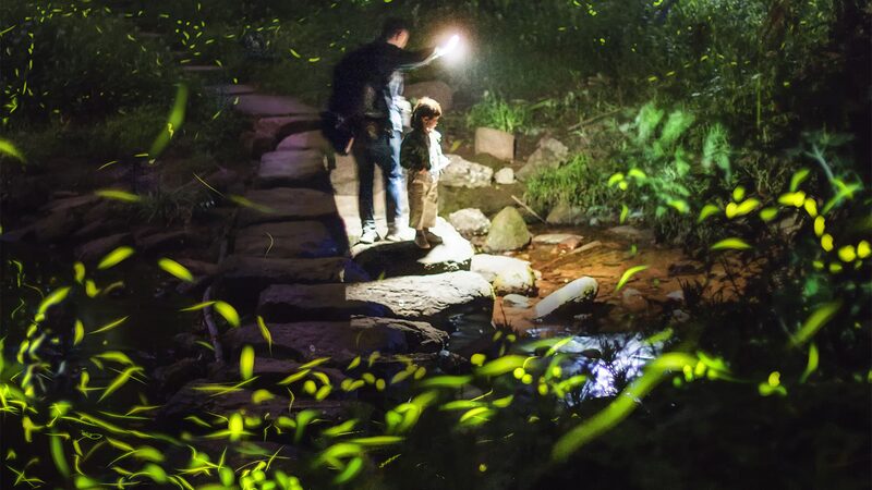 _Descubre_la_Magia_de_las_Lucie_rnagas_en_la_Montan_a_Tiantai_en_Chengdu___