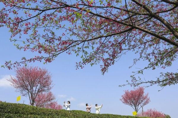 Descubre la magia de la primavera en China: ¡Flores y aventuras te esperan! Descubre_la_magia_de_la_primavera_en_China___Flores_y_aventuras_te_esperan_ video poster