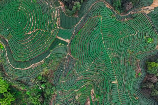 Descubre la magia de las terrazas de té de la aldea Jingu en Sichuán 🌿✨ Descubre_la_magia_de_las_terrazas_de_te__de_la_aldea_Jingu_en_Sichua_n___
