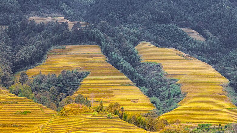 _Descubre_la_magia_de_las_terrazas_doradas_de_arroz_de_Longji____