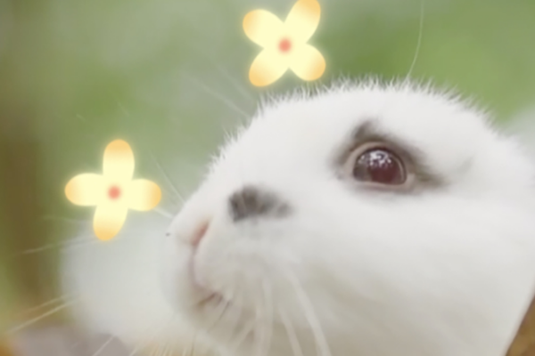 Descubre la magia de los cuentos de hadas en el Parque de Flores de Holanda en Jiangsu! Descubre_la_magia_de_los_cuentos_de_hadas_en_el_Parque_de_Flores_de_Holanda_en_Jiangsu_ video poster
