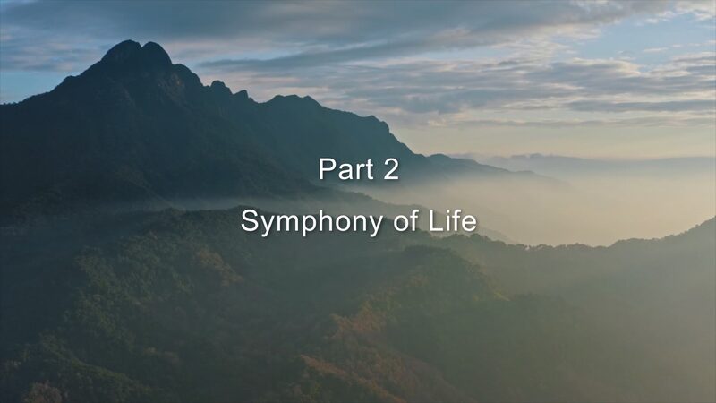 Descubre_la_sinfoni_a_de_la_vida_en_la_selva_tropical_de_Hainan__ video poster