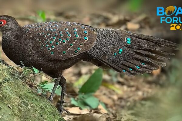 Descubre las Maravillas Aviarias de Hainan: ¡Donde las Aves Exóticas Echan Vuelo! Descubre_las_Maravillas_Aviarias_de_Hainan___Donde_las_Aves_Exo_ticas_Echan_Vuelo_