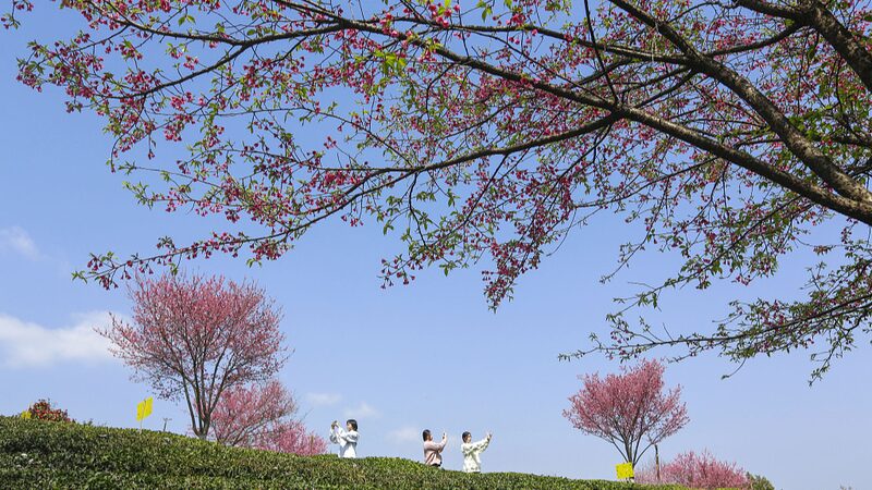 Descubre_las_Maravillas_Encantadoras_de_la_Primavera_en_China video poster