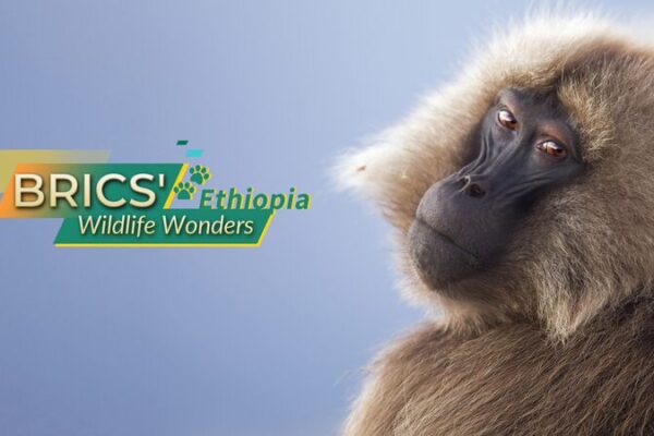 Descubre las Maravillas de la Fauna de Etiopía: Lobo Etíope, Mono Gelada y Nyala de Montaña Descubre_las_Maravillas_de_la_Fauna_de_Etiopi_a__Lobo_Eti_ope__Mono_Gelada_y_Nyala_de_Montan_a