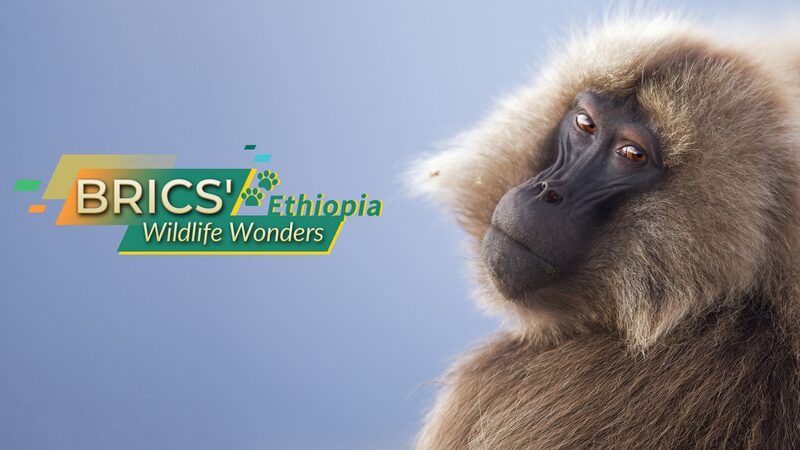 Descubre_las_Maravillas_de_la_Fauna_de_Etiopi_a__Lobo_Eti_ope__Mono_Gelada_y_Nyala_de_Montan_a