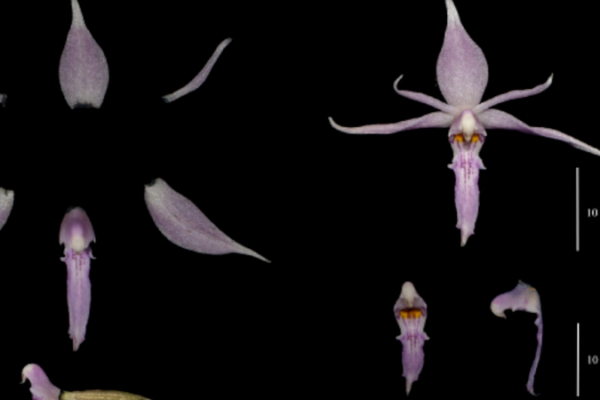 ¡Descubre las asombrosas nuevas especies de China reveladas en 2024! 🐉🌿 _Descubre_las_asombrosas_nuevas_especies_de_China_reveladas_en_2024____ video poster