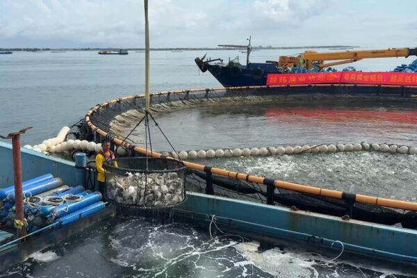 Descubre las granjas oceánicas ‘donut’ de China: Una revolución sostenible en la acuicultura Descubre_las_granjas_ocea_nicas__donut__de_China__Una_revolucio_n_sostenible_en_la_acuicultura video poster