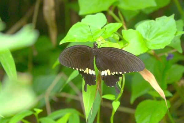 Descubre las vibrantes mariposas de Hong Kong: un paraíso natural en la ciudad Descubre_las_vibrantes_mariposas_de_Hong_Kong__un_parai_so_natural_en_la_ciudad video poster