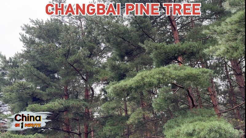 Descubre_los_Pinos_Changbai__El_Parai_so_de_Oxi_geno_de_Jilin___ video poster