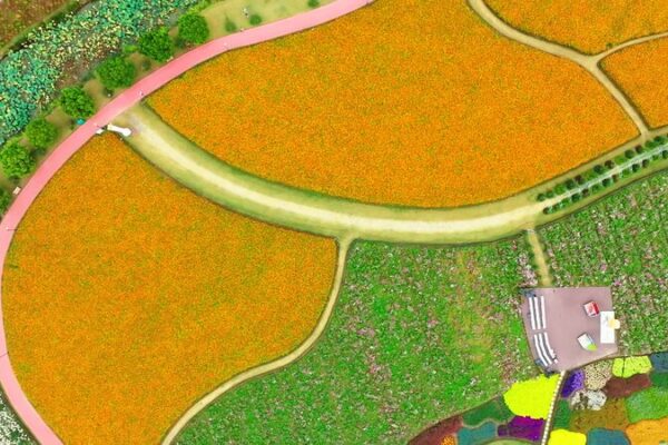 Descubre un Mundo Floral en el Parque Holland Flower en Jiangsu 🌷🎈 Descubre_un_Mundo_Floral_en_el_Parque_Holland_Flower_en_Jiangsu___ video poster