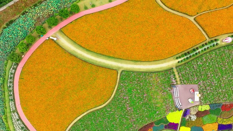 Descubre_un_Mundo_Floral_en_el_Parque_Holland_Flower_en_Jiangsu___ video poster