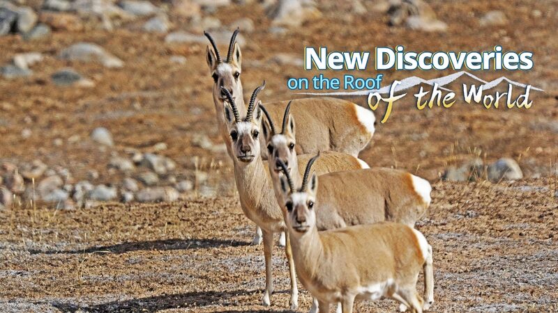 Descubren_ma_s_de_3_000_nuevas_especies_en_el_techo_del_mundo__