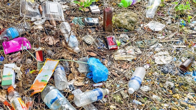 Descubren_que_larvas_de_escarabajo_africano_comen_pla_stico__