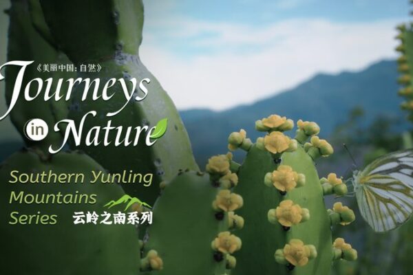Descubriendo el ‘Látigo del Rey-Hegemón’ en el Valle del Río Rojo de Yunnan 🌿 Descubriendo_el__La_tigo_del_Rey_Hegemo_n__en_el_Valle_del_Ri_o_Rojo_de_Yunnan__ video poster