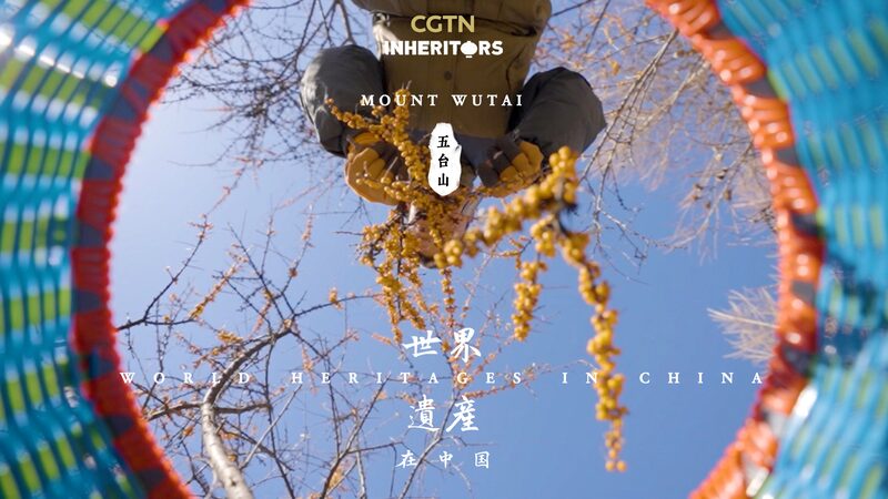 Descubriendo_el_espino_cerval_de_mar_salvaje_del_Monte_Wutai__La_obra_maestra_de_la_naturaleza video poster