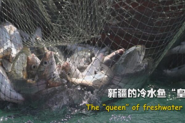 Descubriendo el lago Sayram: la Joya de Xinjiang y la ‘Reina’ de los peces de agua dulce 👑🐟 Descubriendo_el_lago_Sayram__la_Joya_de_Xinjiang_y_la__Reina__de_los_peces_de_agua_dulce___ video poster