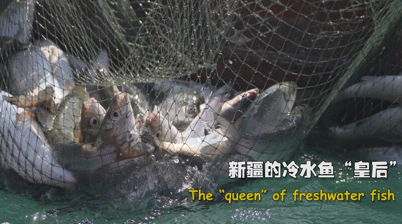 Descubriendo_el_lago_Sayram__la_Joya_de_Xinjiang_y_la__Reina__de_los_peces_de_agua_dulce___ video poster