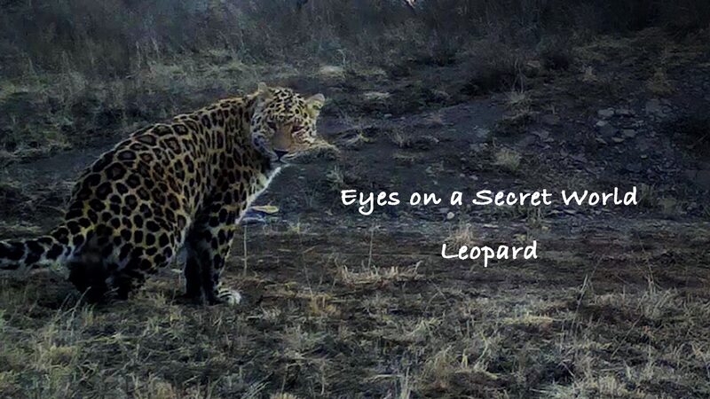 _Descubriendo_el_mundo_secreto_de_los_leopardos_en_las_montan_as_de_Ningxia___ video poster