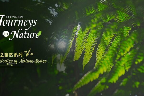 Descubriendo los Ritmos de la Naturaleza: Un Viaje Salvaje por la Selva Tropical de China 🎶🌿 Descubriendo_los_Ritmos_de_la_Naturaleza__Un_Viaje_Salvaje_por_la_Selva_Tropical_de_China___ video poster