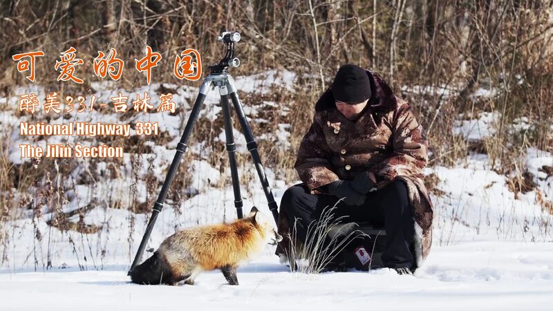 Descubriendo_zorros_rojos_a_lo_largo_de_la_pintoresca_Carretera_Nacional_331_de_China video poster