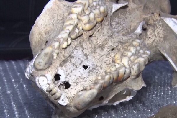 ¡Descubrimiento Épico: Fósil Raro de Panda Gigante Encontrado en una Cueva de Shaanxi! 🐼🏞️ _Descubrimiento_E_pico__Fo_sil_Raro_de_Panda_Gigante_Encontrado_en_una_Cueva_de_Shaanxi_____