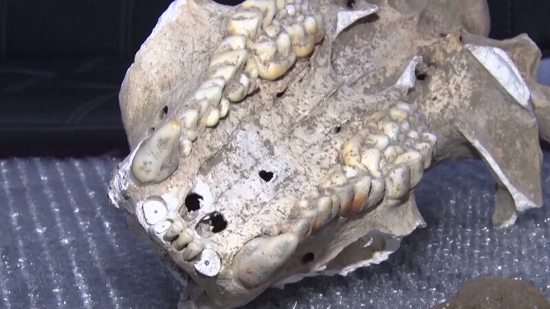 _Descubrimiento_E_pico__Fo_sil_Raro_de_Panda_Gigante_Encontrado_en_una_Cueva_de_Shaanxi_____