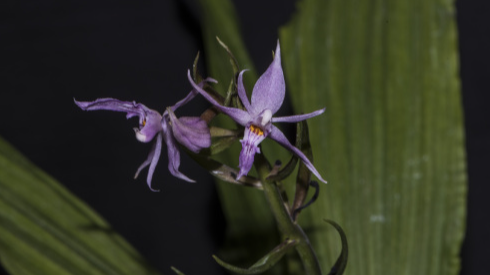 🌸 ¡Descubrimiento Sorpresa! Nueva Especie de Orquídea Florece en Yunnan, suroeste de China 🌿 ___Descubrimiento_Sorpresa__Nueva_Especie_de_Orqui_dea_Florece_en_Yunnan__suroeste_de_China__