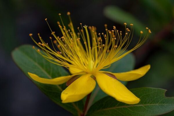 Descubrimiento emocionante: ¡Nueva especie de planta encontrada en la provincia de Guizhou, China 🌿! Descubrimiento_emocionante___Nueva_especie_de_planta_encontrada_en_la_provincia_de_Guizhou__China___