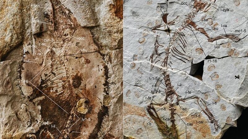 _Descubrimiento_jura_sico__Cienti_ficos_chinos_revelan_secretos_de_la_evolucio_n_temprana_de_mami_feros_____
