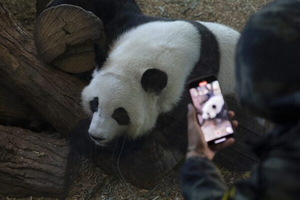 Despedida_a_los_pandas_de_Zoo_Atlanta__Lun_Lun__Yang_Yang_y_sus_gemelas_regresan_a_China____