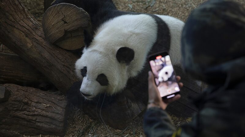 Despedida_a_los_pandas_de_Zoo_Atlanta__Lun_Lun__Yang_Yang_y_sus_gemelas_regresan_a_China____