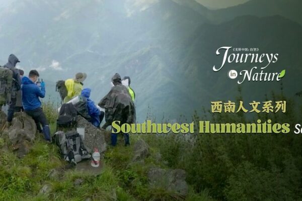 ¿Detectarán un Panda? Aventureros Recorren 45km en la Selva de Sichuan _Detectara_n_un_Panda__Aventureros_Recorren_45km_en_la_Selva_de_Sichuan video poster