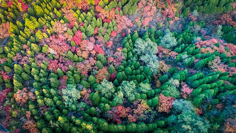 Di_a_Internacional_de_los_Bosques___Cultivemos_juntos_un_futuro_ma_s_saludable____