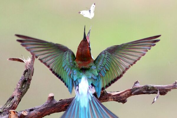 Día Mundial de las Aves Migratorias: Protege a los Insectos para Salvar a Nuestros Amigos con Plumas 🐦🐞 Di_a_Mundial_de_las_Aves_Migratorias__Protege_a_los_Insectos_para_Salvar_a_Nuestros_Amigos_con_Plumas___