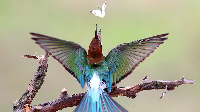 Di_a_Mundial_de_las_Aves_Migratorias__Protege_a_los_Insectos_para_Salvar_a_Nuestros_Amigos_con_Plumas___