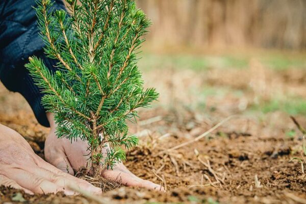 Día de la Plantación de Árboles en China: Haciendo el Mundo Más Verde 🌳 Di_a_de_la_Plantacio_n_de_A_rboles_en_China__Haciendo_el_Mundo_Ma_s_Verde__