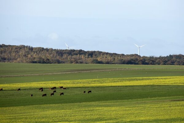 Dinamarca introduce el primer impuesto al carbono del mundo para ganado para abordar el cambio climático 🌍🐄 Dinamarca_introduce_el_primer_impuesto_al_carbono_del_mundo_para_ganado_para_abordar_el_cambio_clima_tico___