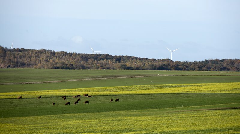 Dinamarca_introduce_el_primer_impuesto_al_carbono_del_mundo_para_ganado_para_abordar_el_cambio_clima_tico___