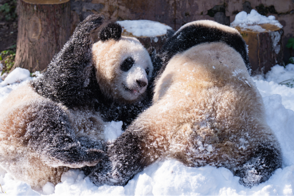 Diversio_n_bajo_la_nieve___Los_pandas_juegan_en_el_Zoolo_gico_de_Chongqing_____