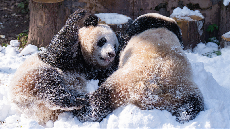 Diversio_n_bajo_la_nieve___Los_pandas_juegan_en_el_Zoolo_gico_de_Chongqing_____