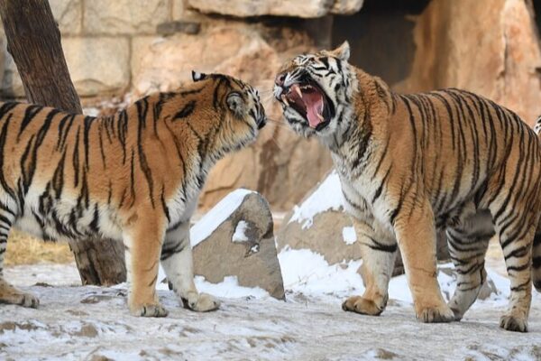 Diversión en la nieve: Tigres siberianos juegan en el paraíso invernal de Changchun Diversio_n_en_la_nieve__Tigres_siberianos_juegan_en_el_parai_so_invernal_de_Changchun