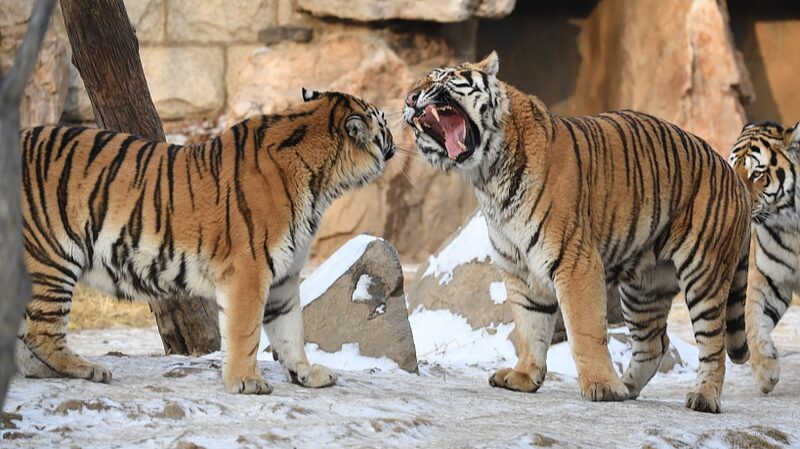 Diversio_n_en_la_nieve__Tigres_siberianos_juegan_en_el_parai_so_invernal_de_Changchun