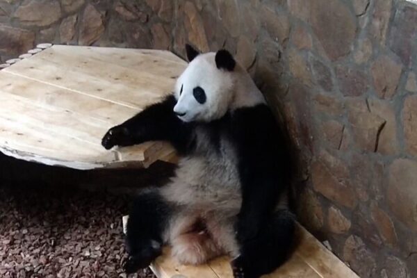 _Divertidi_simo__El_panda_gigante_He_Ye_sorprende_con_sus_actitudes_humanas video poster